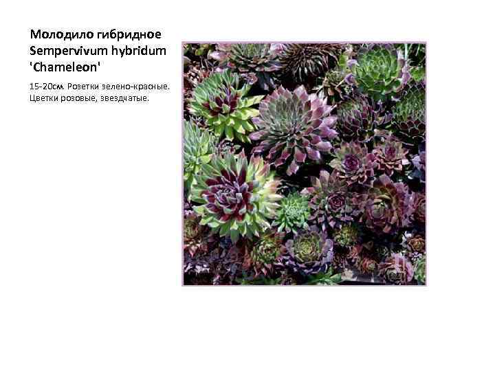 Молодило гибридное Sempervivum hybridum 'Chameleon' 15 -20 см. Розетки зелено-красные. Цветки розовые, звездчатые. 