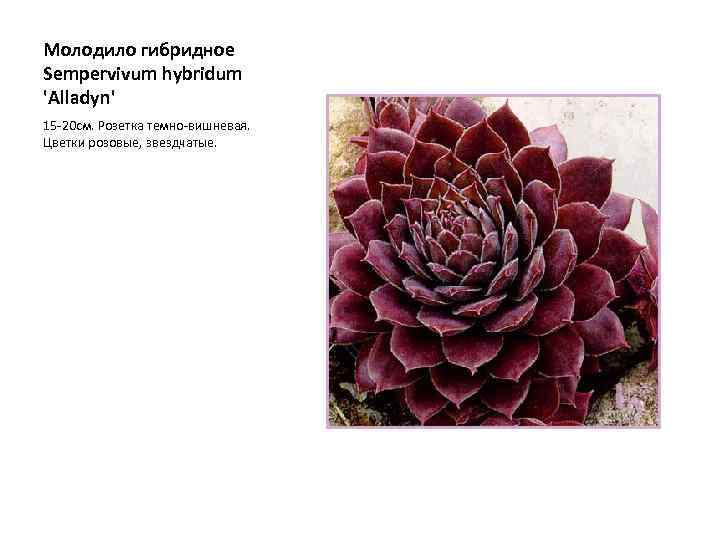 Молодило гибридное Sempervivum hybridum 'Alladyn' 15 -20 см. Розетка темно-вишневая. Цветки розовые, звездчатые. 