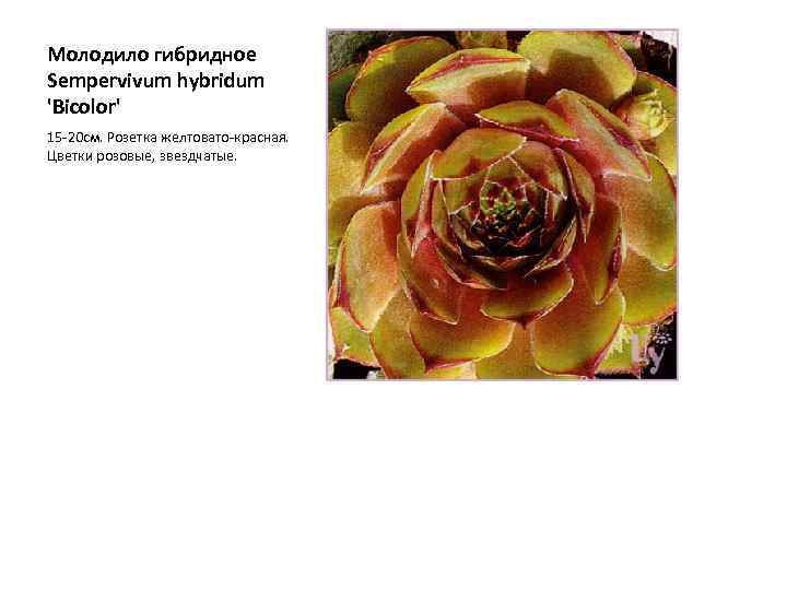 Молодило гибридное Sempervivum hybridum 'Bicolor' 15 -20 см. Розетка желтовато-красная. Цветки розовые, звездчатые. 