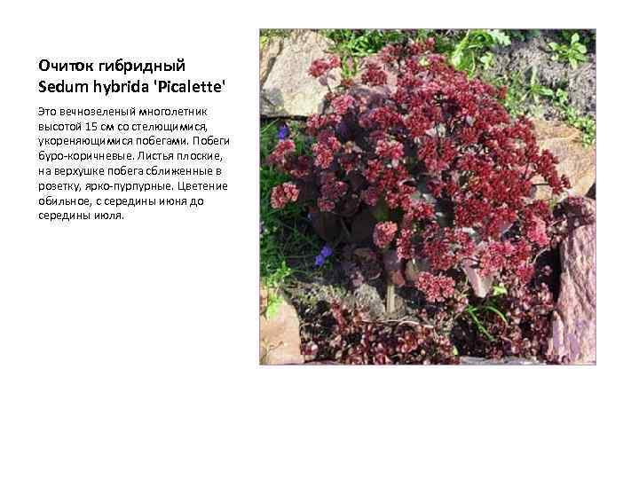 Очиток гибридный Sedum hybrida 'Picalette' Это вечнозеленый многолетник высотой 15 см со стелющимися, укореняющимися