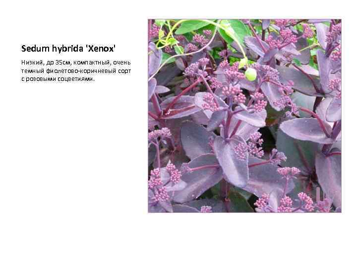 Sedum hybrida 'Xenox' Низкий, до 35 см, компактный, очень темный фиолетово-коричневый сорт с розовыми