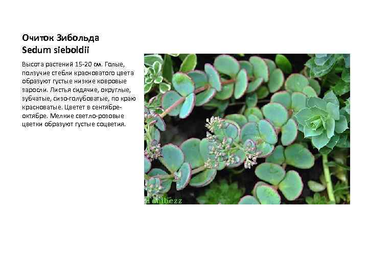 Очиток Зибольда Sedum sieboldii Высота растений 15 -20 см. Голые, ползучие стебли красноватого цвета