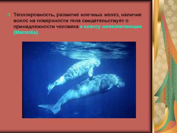 Теплокровность, развитие млечных желез, наличие волос на поверхности тела свидетельствует о принадлежности человека к