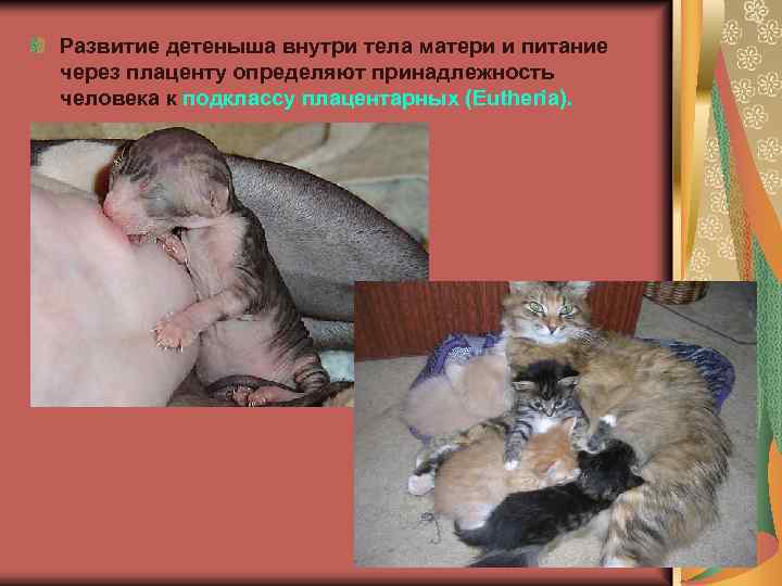 Развитие детеныша внутри тела матери и питание через плаценту определяют принадлежность человека к подклассу