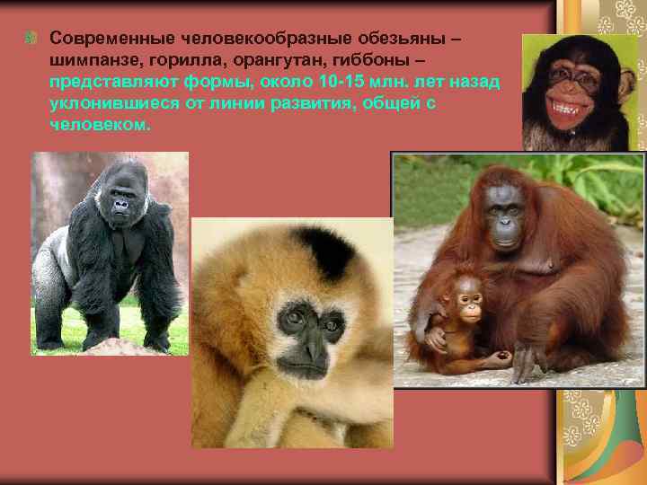 Современные человекообразные обезьяны – шимпанзе, горилла, орангутан, гиббоны – представляют формы, около 10 -15