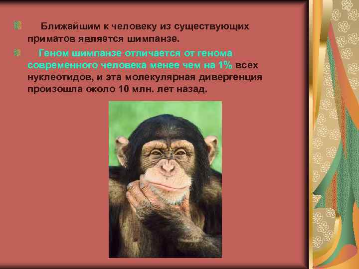  Ближайшим к человеку из существующих приматов является шимпанзе. Геном шимпанзе отличается от генома