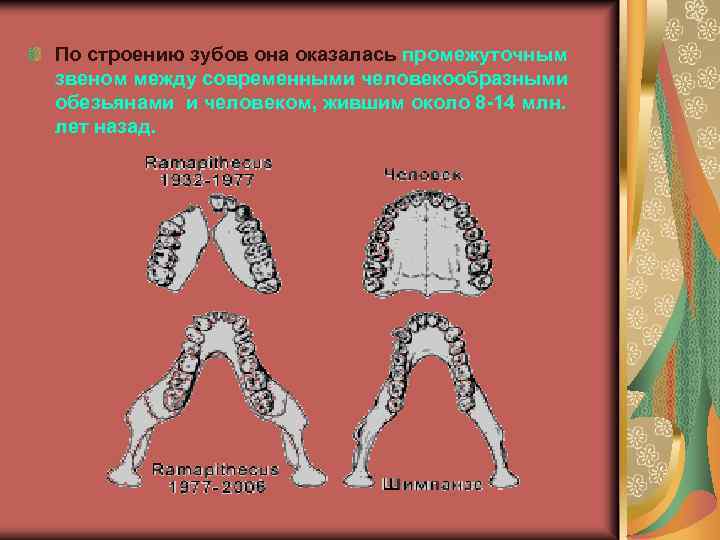 По строению зубов она оказалась промежуточным звеном между современными человекообразными обезьянами и человеком, жившим