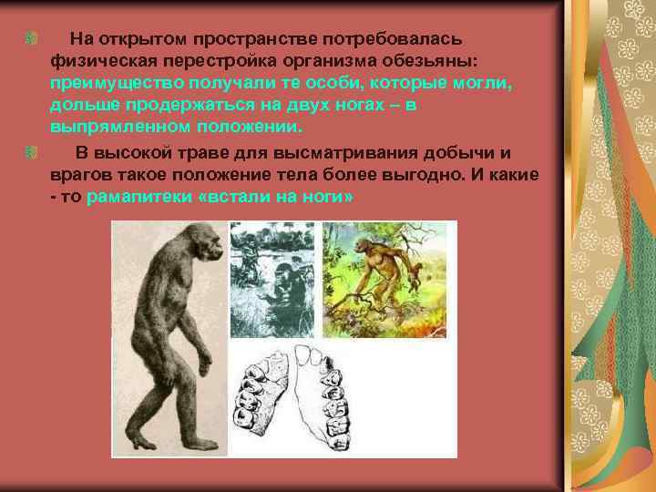  На открытом пространстве потребовалась физическая перестройка организма обезьяны: преимущество получали те особи, которые