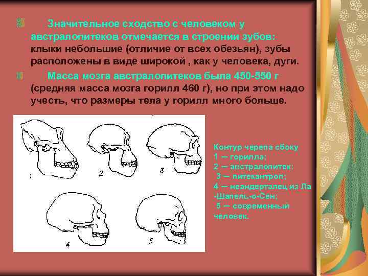  Значительное сходство с человеком у австралопитеков отмечается в строении зубов: клыки небольшие (отличие