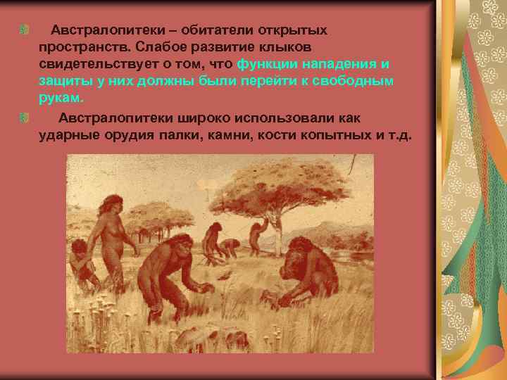  Австралопитеки – обитатели открытых пространств. Слабое развитие клыков свидетельствует о том, что функции