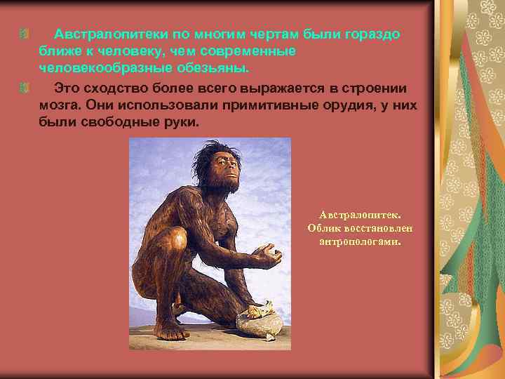  Австралопитеки по многим чертам были гораздо ближе к человеку, чем современные человекообразные обезьяны.