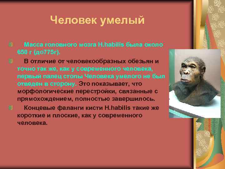 Человек умелый Масса головного мозга H. habilis была около 650 г (до 775 г).