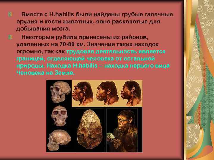  Вместе с H. habilis были найдены грубые галечные орудия и кости животных, явно