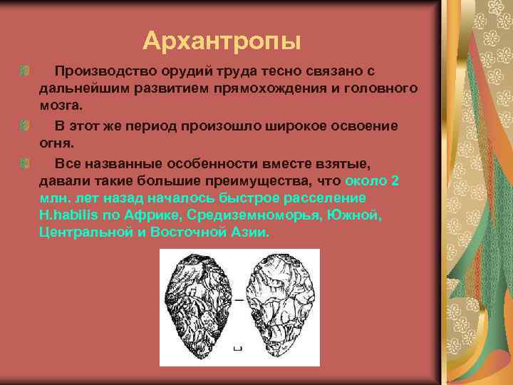 Архантропы Производство орудий труда тесно связано с дальнейшим развитием прямохождения и головного мозга. В