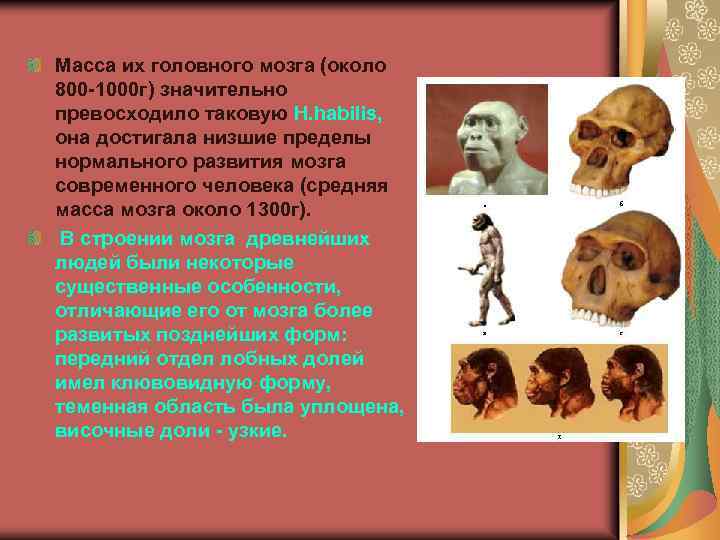 Масса их головного мозга (около 800 -1000 г) значительно превосходило таковую H. habilis, она