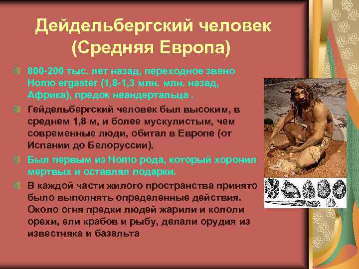  Дейдельбергский человек (Средняя Европа) 800 -200 тыс. лет назад, переходное звено Homo ergaster