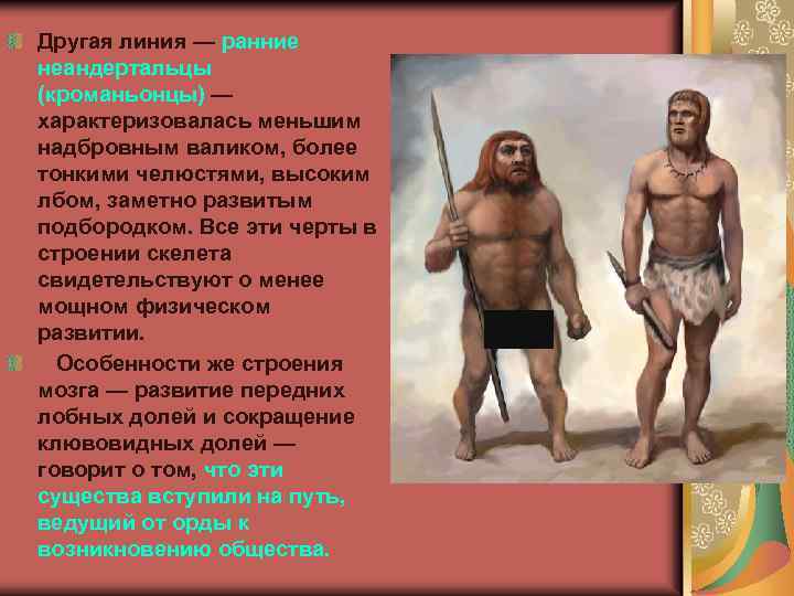 Другая линия — ранние неандертальцы (кроманьонцы) — характеризовалась меньшим надбровным валиком, более тонкими челюстями,