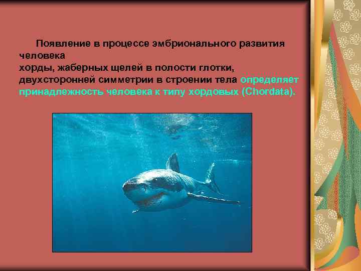  Появление в процессе эмбрионального развития человека хорды, жаберных щелей в полости глотки, двухсторонней