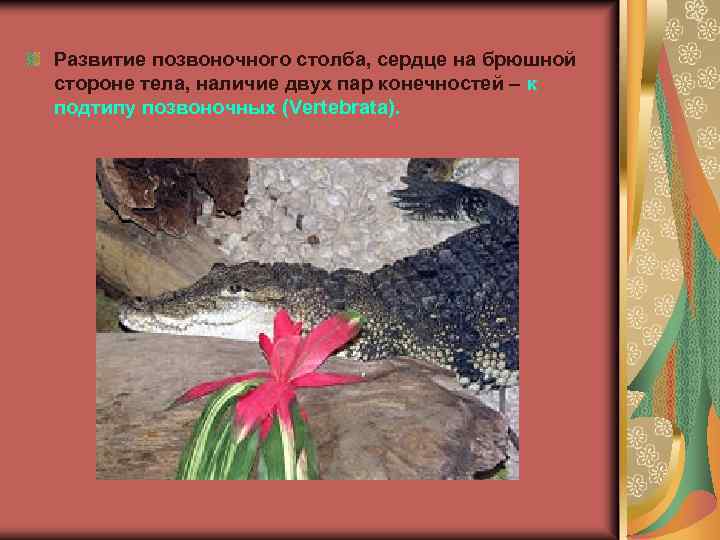 Развитие позвоночного столба, сердце на брюшной стороне тела, наличие двух пар конечностей – к