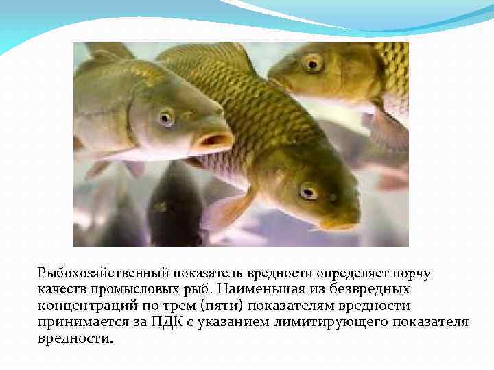 Рыбохозяйственный показатель вредности определяет порчу качеств промысловых рыб. Наименьшая из безвредных концентраций по трем