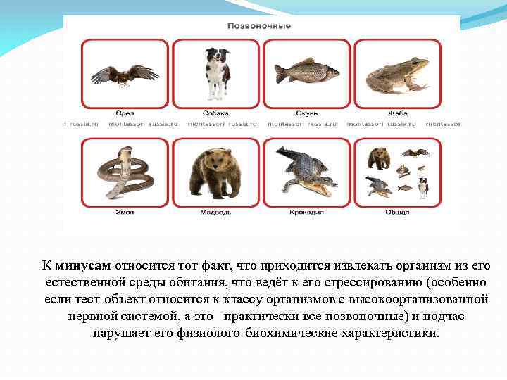 К минусам относится тот факт, что приходится извлекать организм из его естественной среды обитания,