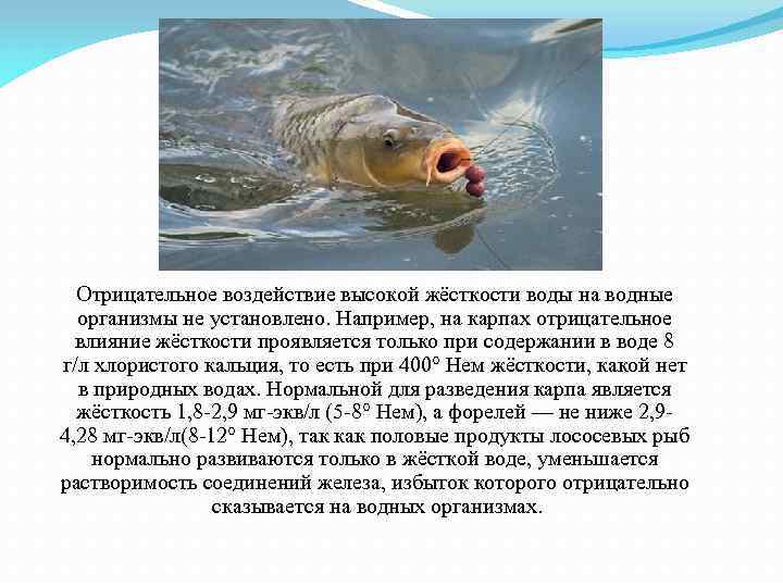  Отрицательное воздействие высокой жёсткости воды на водные организмы не установлено. Например, на карпах