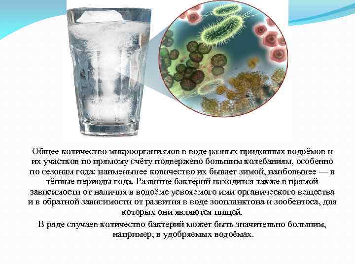 Общее количество микроорганизмов в воде разных придонных водоёмов и их участков по прямому счёту