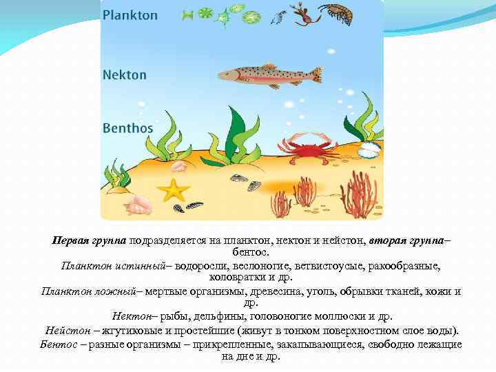 Бентос планктон нектон схема