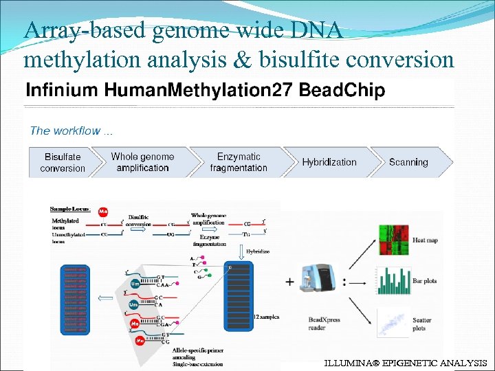 Array-based genome wide DNA methylation analysis & bisulfite conversion ILLUMINA® EPIGENETIC ANALYSIS 