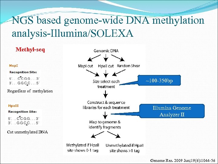 NGS based genome-wide DNA methylation analysis-Illumina/SOLEXA Methyl-seq ~100 -350 bp Regardless of methylation Illumina