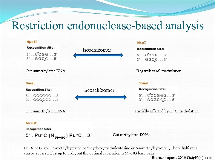 Restriction endonuclease-based analysis isoschizomer Cut unmethylated DNA Regardless of methylation neoschizomer Cut unmethylated DNA
