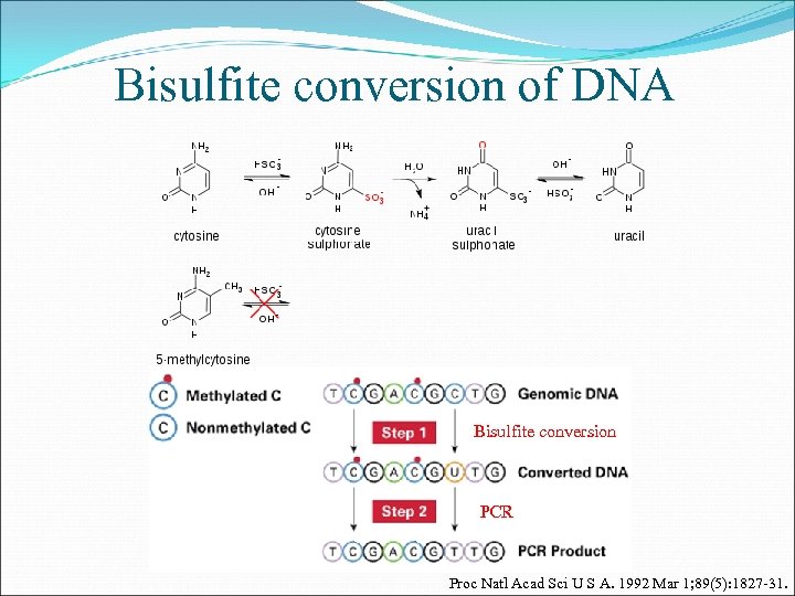 Bisulfite conversion of DNA Bisulfite conversion PCR Proc Natl Acad Sci U S A.