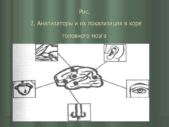 Рис. 2. Анализаторы и их локализация в коре головного мозга 