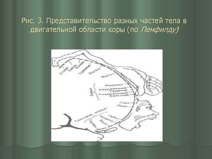 Рис. 3. Представительство разных частей тела в двигательной области коры (по Пенфилду) 