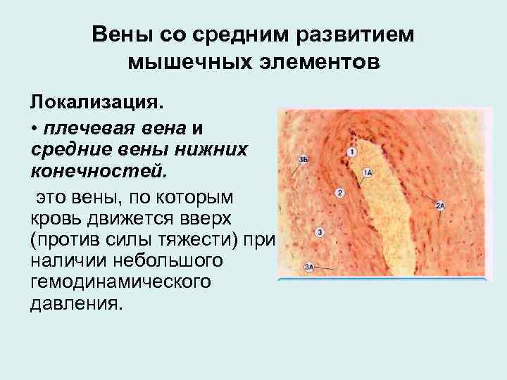 Стенка вен мышечного типа не содержит