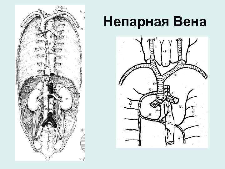 Вена человека рисунок