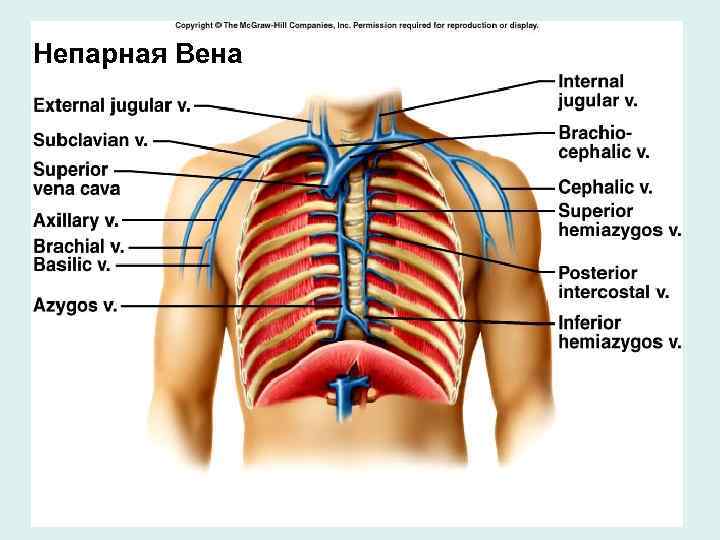 Непарная Вена 