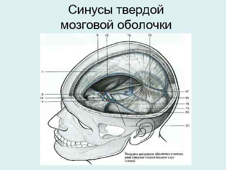 Синусы оболочки головного мозга. Схема венозных синусов твердой мозговой оболочки. Топография синусов твердой мозговой оболочки. Вены синусы твердой мозговой оболочки. Венозные синусы головного мозга анатомия.