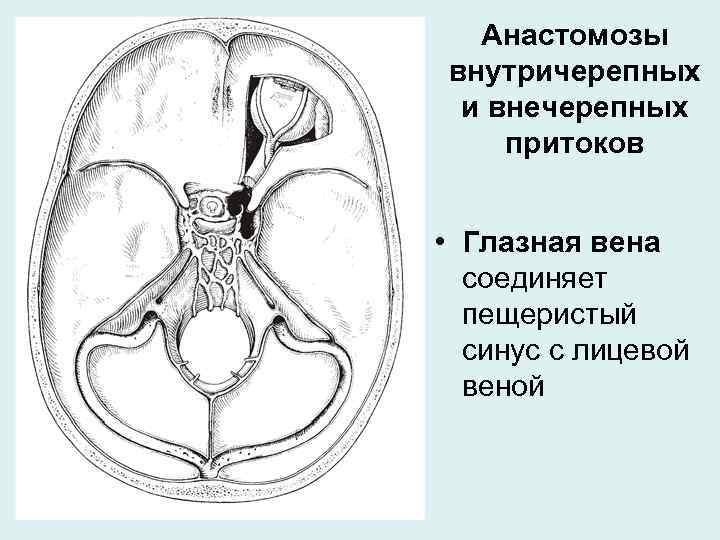 Анастомозы внутричерепных и внечерепных притоков • Глазная вена соединяет пещеристый синус с лицевой веной