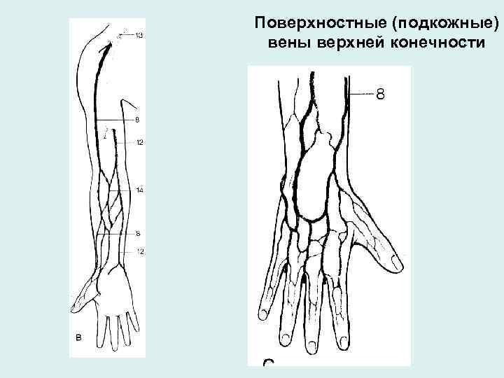 Схема верхней конечности вен