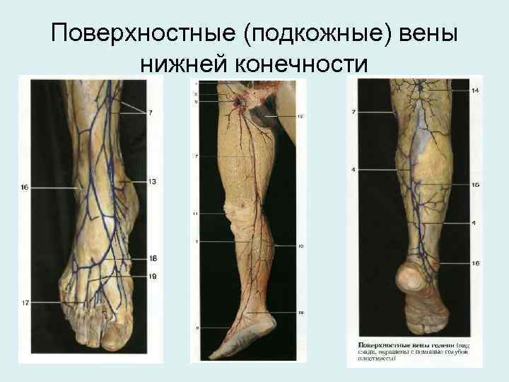 Вены общий план строения