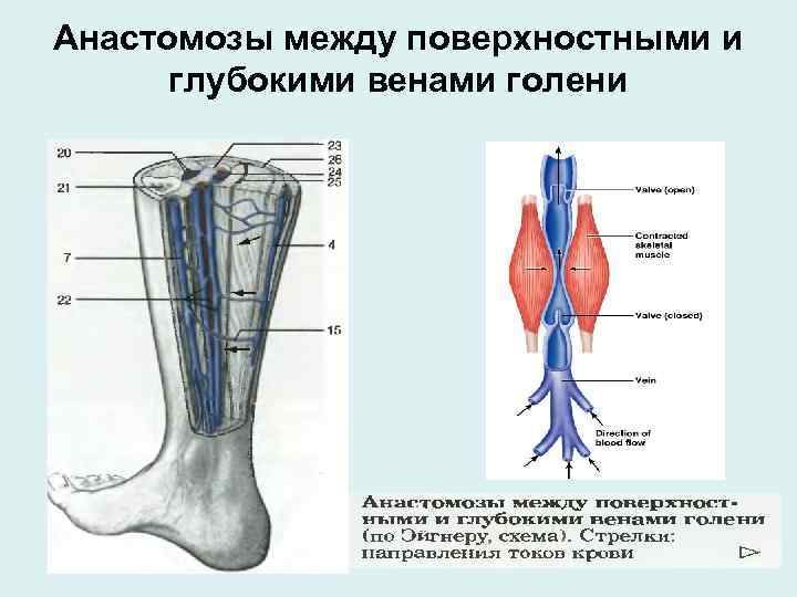 Строение человека вены фото