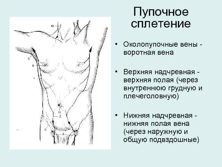 Пупочное сплетение • Околопупочные вены воротная вена • Верхняя надчревная верхняя полая (через внутреннюю