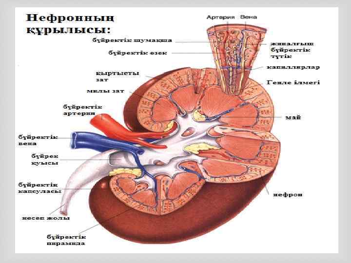 Әйел жыныс мүшелерінің анатомиясы презентация