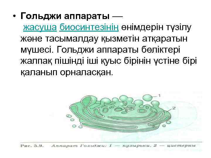  • Гольджи аппараты –– жасуша биосинтезінің өнімдерін түзілу және тасымалдау қызметін атқаратын мүшесі.