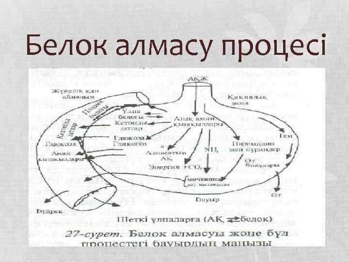 Белок алмасу процесі 