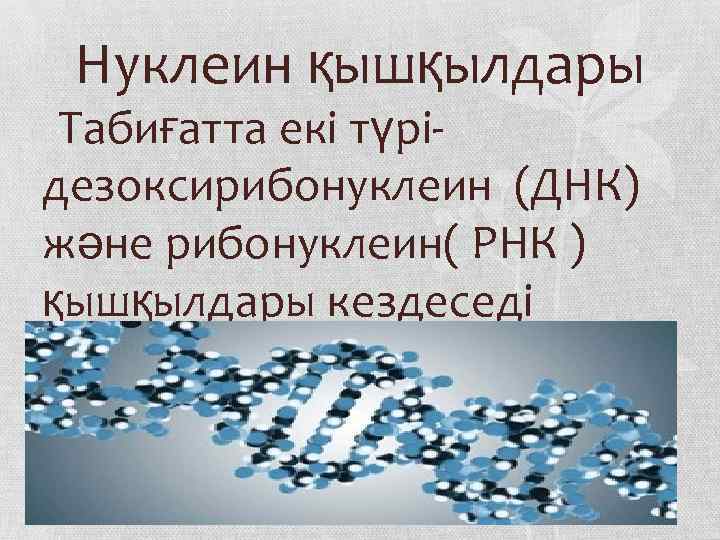 Нуклеин қышқылдары Табиғатта екі түрідезоксирибонуклеин (ДНК) және рибонуклеин( РНК ) қышқылдары кездеседі 