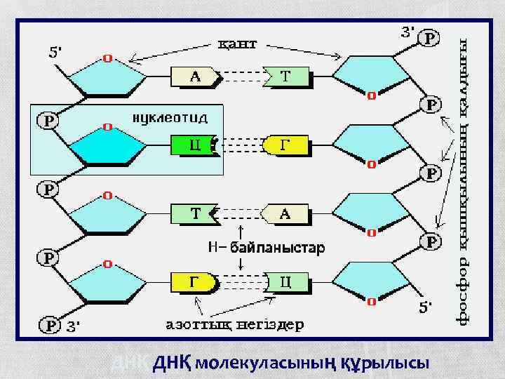 ДНҚ молекуласының құрылысы 