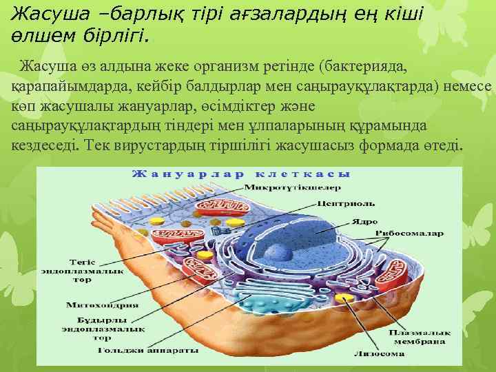 Жасушаның құрылысы фото