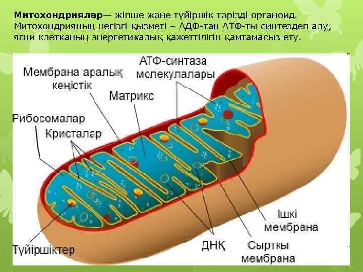 Энергетические органоиды